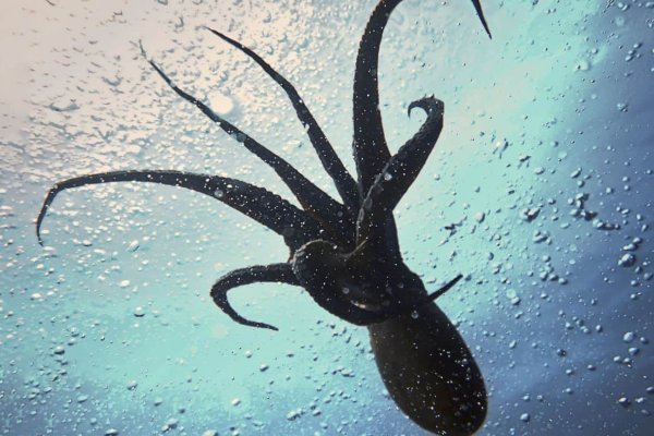 Kraken ссылка krakentor site